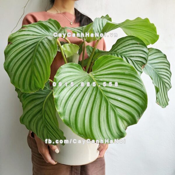 Cây dong táo lá tròn – Calathea fasciata